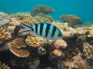 Snorkelen op Kreta